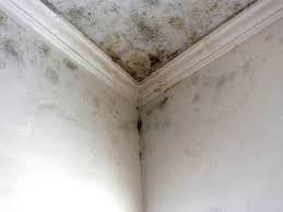 Best Mold Documentation for Insurance Claims in North Shore, CA